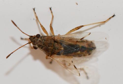 Nysius graminicola
